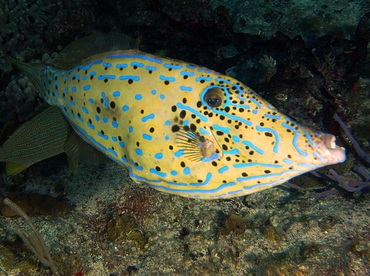 Scrawled Filefish - Aluterus scriptus - Cozumel, Mexico