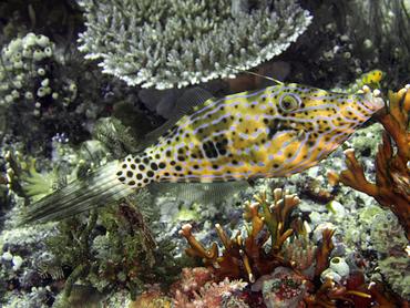 Scrawled Filefish - Aluterus scriptus - Komodo, Indonesia