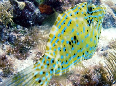 Scrawled Filefish - Aluterus scriptus - Key Largo, Florida