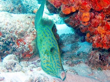 Scrawled Filefish - Aluterus scriptus - Key Largo, Florida