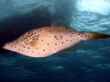 Scrawled Filefish - Aluterus scriptus - Key Largo, Florida