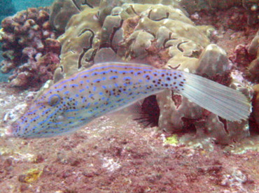 Scrawled Filefish - Aluterus scriptus - Maui, Hawaii