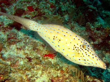 Scrawled Filefish - Aluterus scriptus - Key Largo, Florida