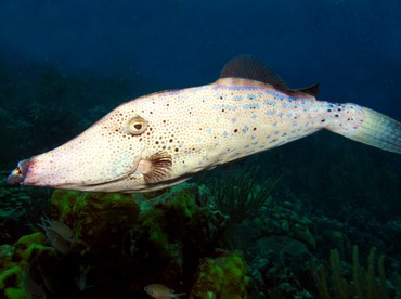 Scrawled Filefish - Aluterus scriptus - Bonaire