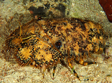 Sculptured Slipper Lobster - Parribacus antarcticus - Cozumel, Mexico