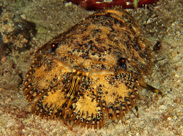 Sculptured Slipper Lobster - Parribacus antarcticus - Cozumel, Mexico