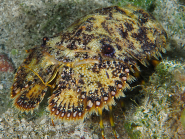 Sculptured Slipper Lobster - Parribacus antarcticus - Turks and Caicos