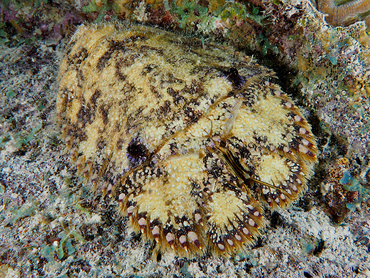 Sculptured Slipper Lobster - Parribacus antarcticus - Bonaire