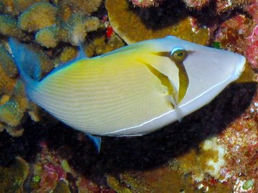 Scythe Triggerfish - Sufflamen bursa - Lanai, Hawaii