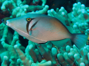 Scythe Triggerfish - Sufflamen bursa - Big Island, Hawaii