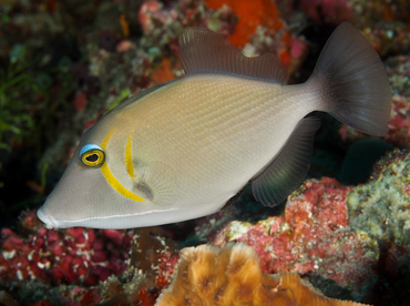 Scythe Triggerfish - Sufflamen bursa - Wakatobi, Indonesia