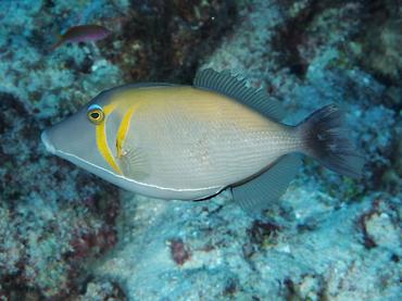 Scythe Triggerfish - Sufflamen bursa - Rangiroa, French Polynesia