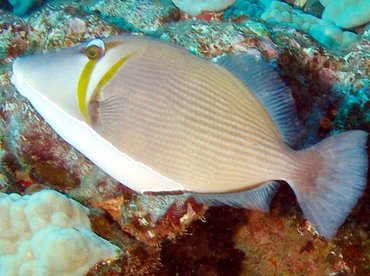 Scythe Triggerfish - Sufflamen bursa - Lanai, Hawaii