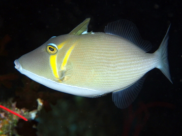 Scythe Triggerfish - Sufflamen bursa - Fiji