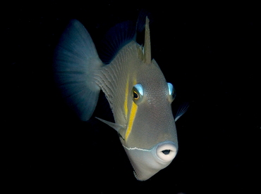 Scythe Triggerfish - Sufflamen bursa - Fiji