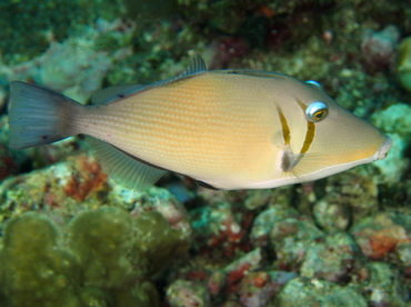 Scythe Triggerfish - Sufflamen bursa - Big Island, Hawaii