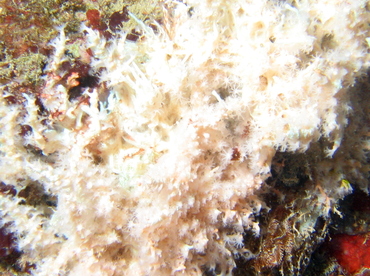 Sea Frost - Salmacina huxleyi - Roatan, Honduras