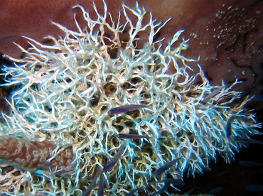 Sea Frost - Salmacina huxleyi - Roatan, Honduras