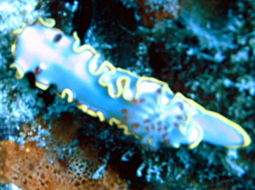 Red-Tipped Sea Goddess - Glossodoris sedna - Turks and Caicos