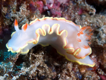 Red-Tipped Sea Goddess - Doriprismatica sedna - Sint Eustatius