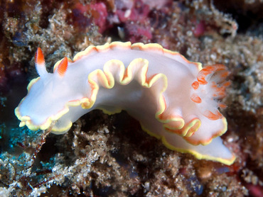 Red-Tipped Sea Goddess - Glossodoris sedna - Sint Eustatius