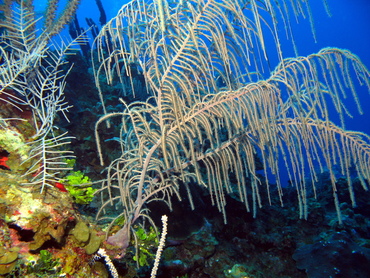 Sea Plumes - Antillogorgia spp. - Grand Cayman