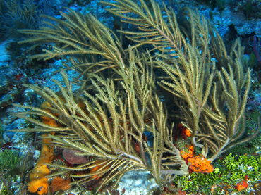 Sea Plumes - Antillogorgia spp. - Cozumel, Mexico