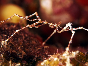 Sea Spider -  - Fiji