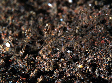 Sea Spider -  - Bali, Indonesia