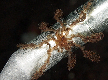 Sea Spider -  - Bali, Indonesia