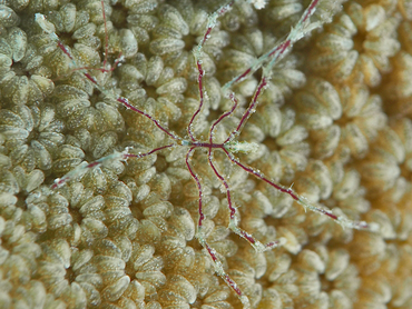 Sea Spider -  - Bonaire