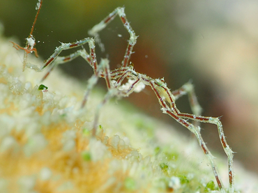 Sea Spider -  - Bonaire