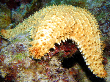 Cushion Sea Star - Oreaster reticulatus - Grand Cayman