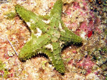 Cushion Sea Star - Oreaster reticulatus - Roatan, Honduras