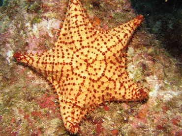 Cushion Sea Star - Oreaster reticulatus - Roatan, Honduras