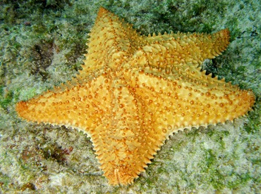 Cushion Sea Star - Oreaster reticulatus - Cozumel, Mexico