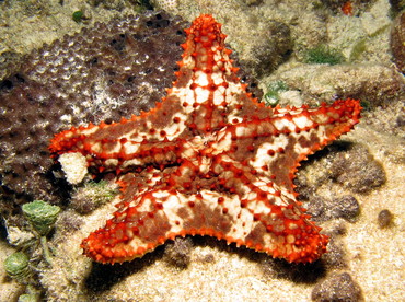 Cushion Sea Star - Oreaster reticulatus - Cozumel, Mexico