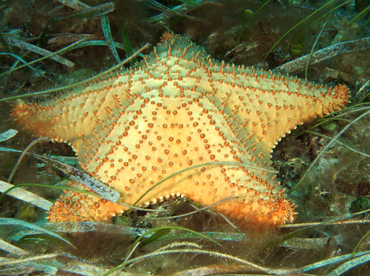 Cushion Sea Star - Oreaster reticulatus - Cozumel, Mexico