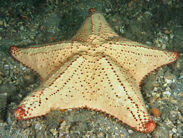 Cushion Sea Star - Oreaster reticulatus - Blue Heron Bridge, Florida