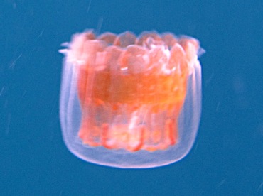 Sea Thimble Jellyfish - Linuche unguiculata - Nassau, Bahamas
