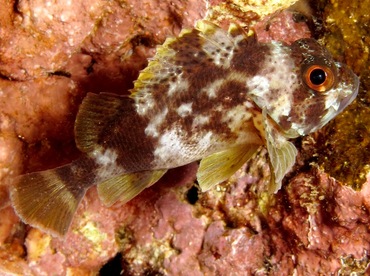 Speckled Scorpionfish - Sebastapistes coniorta - Maui, Hawaii