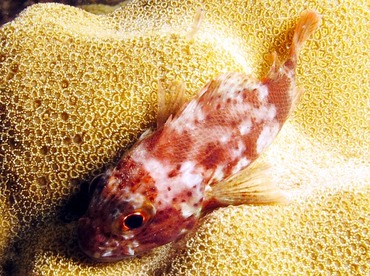 Speckled Scorpionfish - Sebastapistes coniorta - Maui, Hawaii