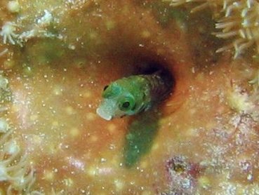 Secretary Blenny - Acanthemblemaria maria - Bonaire