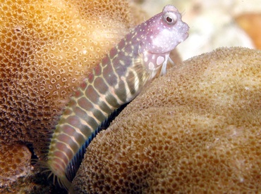 Segmented Blenny - Salarias segmentatus - Palau