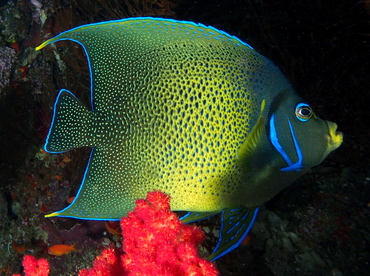 Semicircle Angelfish - Pomacanthus semicirculatus - Fiji