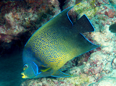 Semicircle Angelfish - Pomacanthus semicirculatus - Great Barrier Reef, Australia