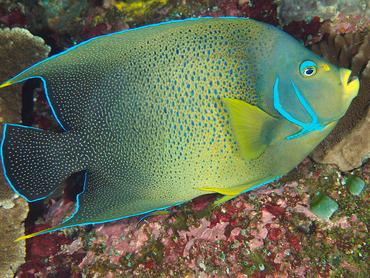 Semicircle Angelfish - Pomacanthus semicirculatus - Komodo, Indonesia