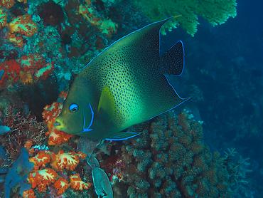 Semicircle Angelfish - Pomacanthus semicirculatus - Komodo, Indonesia
