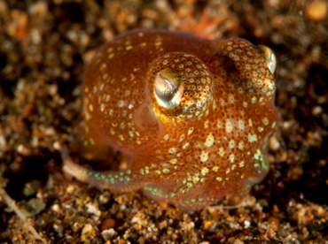 Tropical Bottletail Squid - Sepiadarium kochi - Anilao, Philippines