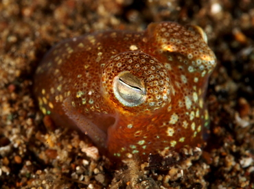 Tropical Bottletail Squid - Sepiadarium kochi - Anilao, Philippines